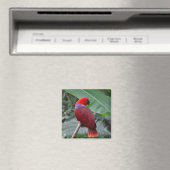 Roteklektischer Papagei Magnet (In Situ (Geschirrspüler))