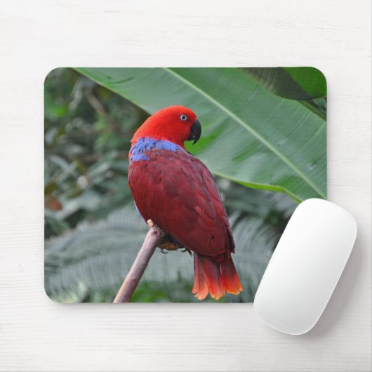 Roteklektischer Papagei Mousepad (Mit Mouse)