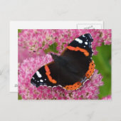 Roter Admiral auf See (Herbstfreude) Postkarte (Vorne/Hinten)