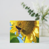 Roter Admiral Butterfly auf einer Sonnenblume Postkarte (Stehend Vorderseite)
