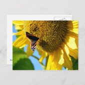Roter Admiral Butterfly auf einer Sonnenblume Postkarte (Vorne/Hinten)
