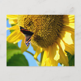 Roter Admiral Butterfly auf einer Sonnenblume Postkarte