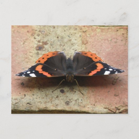 Roter Admiral Butterfly Postkarte (Vorderseite)