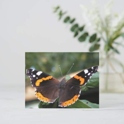 Roter Admiral Butterfly Postkarte (Stehend Vorderseite)