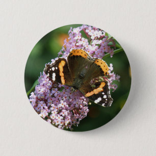 Roter Admiral Butterfly und Buddleia Button