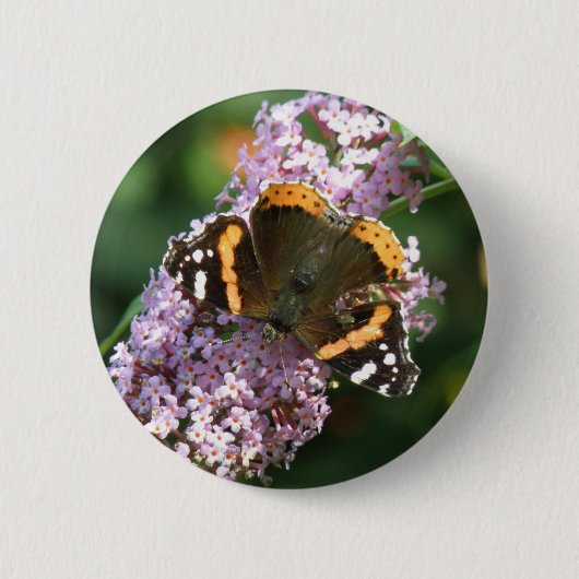 Roter Admiral Butterfly und Buddleia Button (Vorderseite)