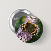 Roter Admiral Butterfly und Buddleia Button (Vorne & Hinten)