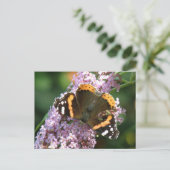 Roter Admiral Butterfly und Buddleia Postkarte (Stehend Vorderseite)