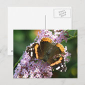 Roter Admiral Butterfly und Buddleia Postkarte (Vorne/Hinten)