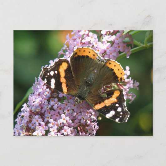 Roter Admiral Butterfly und Buddleia Postkarte (Vorderseite)