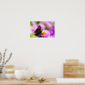 Roter Admiral Schmetterling auf Blume Poster (Küche)