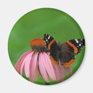 Roter Admiral Schmetterling auf lila Kegel-Blume Magnet