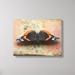 Roter Admiral Schmetterling Leinwanddruck