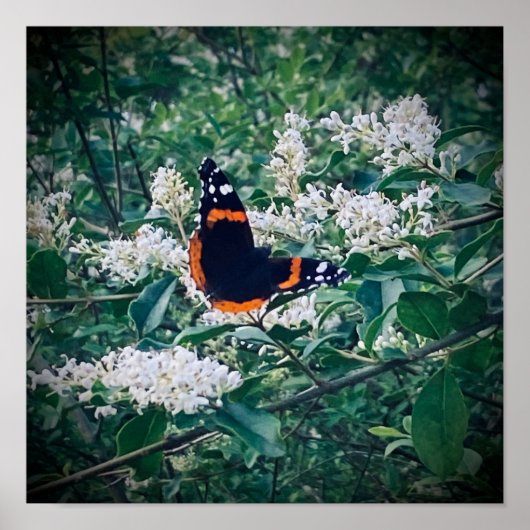 Roter Admiral Schmetterling Poster (Vorne)