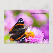 Roter Admiral Schmetterling Postkarte (Vorderseite)