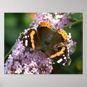 Roter-Admiral-Schmetterling-und-Buddleja-Plakat Poster