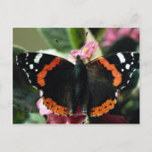 Roter Admiral, Vanessa atalanta Postkarte (Vorderseite)