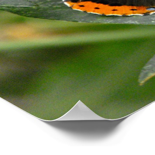 Roter Admiralschmetterling Poster (Ecke)
