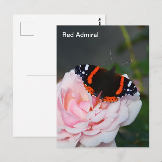 Roter Admiralschmetterling Postkarte (Vorne/Hinten)