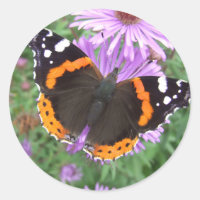 Roter Admiralschmetterling