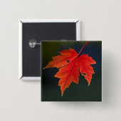 Roter Ahorn Acer rubrum) rotes Blatt im Herbst, Button (Vorne & Hinten)