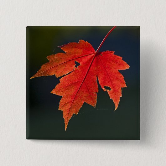 Roter Ahorn Acer rubrum) rotes Blatt im Herbst, Button (Vorderseite)