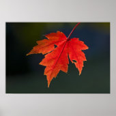 Roter Ahorn Acer rubrum) rotes Blatt im Herbst, Poster (Vorne)