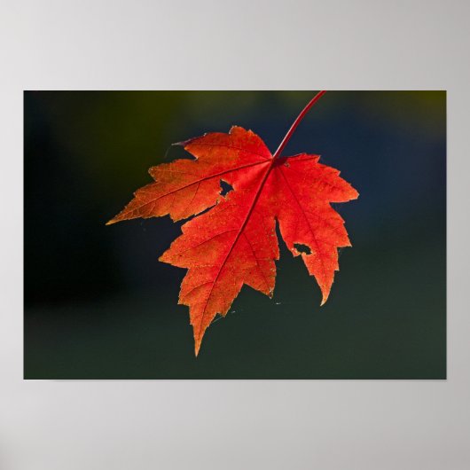 Roter Ahorn Acer rubrum) rotes Blatt im Herbst, Poster (Vorne)
