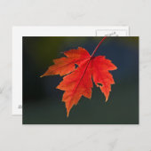 Roter Ahorn Acer rubrum) rotes Blatt im Herbst, Postkarte (Vorne/Hinten)