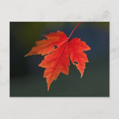 Roter Ahorn Acer rubrum) rotes Blatt im Herbst, Postkarte (Vorderseite)