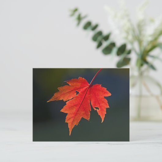 Roter Ahorn Acer rubrum) rotes Blatt im Herbst, Postkarte (Stehend Vorderseite)