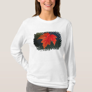Roter Ahorn (Acer rubrum) rotes Blatt im Herbst, T-Shirt