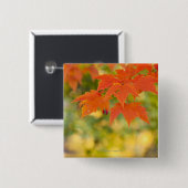 Roter Ahorn-Blätter im Herbst Button (Vorne & Hinten)