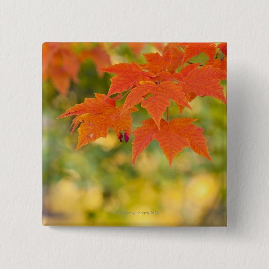 Roter Ahorn-Blätter im Herbst Button (Vorderseite)