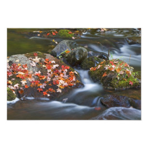 Roter Ahorn Blätter Teppichboden aus den Felsen in Fotodruck