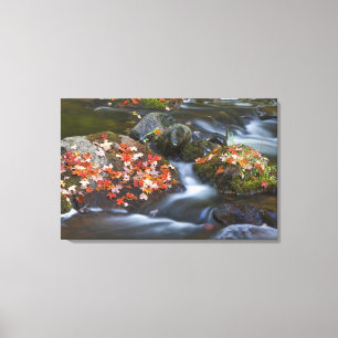 Roter Ahorn Blätter Teppichboden aus den Felsen in Leinwanddruck