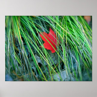 Roter Ahorn im Grünen Poster