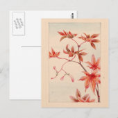 Roter Ahorn Postkarte (Vorne/Hinten)