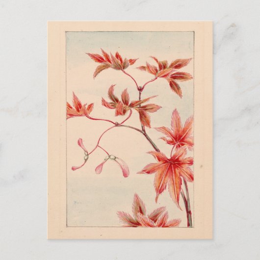 Roter Ahorn Postkarte (Vorderseite)