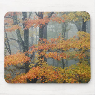 Roter Ahornbaum, Acer rubrum, Porträt im nebligen Mousepad