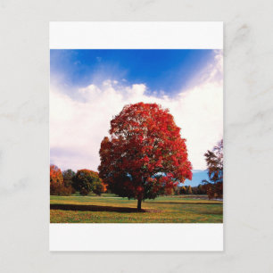 Roter Ahornbaum Herbst Clermont Kentucky Postkarte