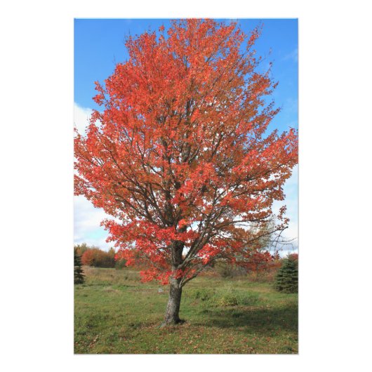 Roter Ahornbaum im Herbst Fotodruck (Vorne)