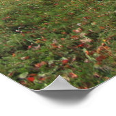 Roter Ahornbaum im Herbst Poster (Ecke)