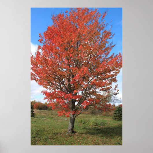 Roter Ahornbaum im Herbst Poster (Vorne)