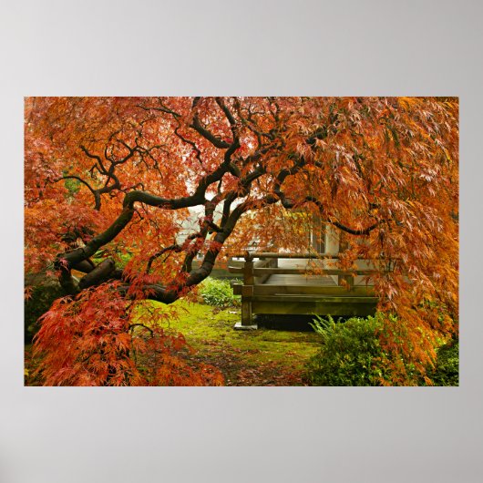 Roter Ahornbaum im japanischen Garten Poster (Vorne)