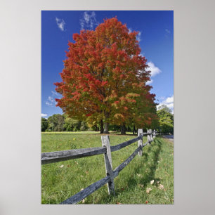 Roter Ahornbaum in Herbstfarben, bei Concord, 2 Poster