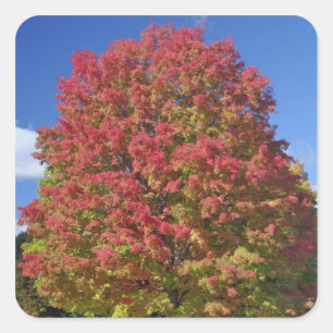 Roter Ahornbaum in Herbstfarben, nahe Concord, Quadratischer Aufkleber
