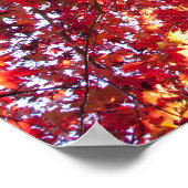 Roter Ahornbaum Poster (Ecke)