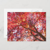 Roter Ahornbaum Postkarte (Vorne/Hinten)