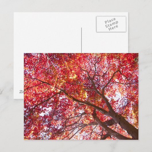 Roter Ahornbaum Postkarte (Vorne/Hinten)